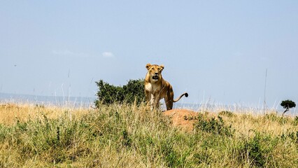 Fototapeta premium Lioness standing on termite mound in African savanna