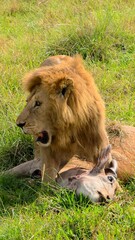 Male lion guarding its prey in the African savanna