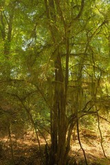 Sunlit Woodland Trails and Creek in a Lush Green Forest, Vertical Views
