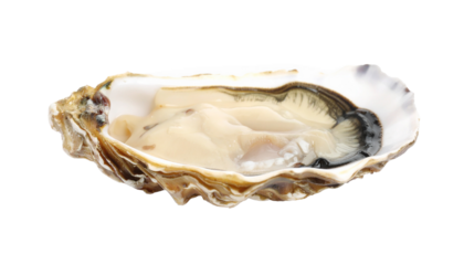 Oyster, shell, seafood, marine, mollusk, isolated, white, background, fresh, raw, ocean, delicacy, natural, edible, protein, nutrition, healthy, gourmet, culinary, close-up, detailed, texture, wet, br