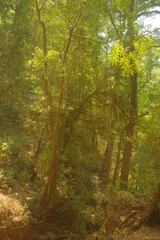Sunlit Woodland Trails and Creek in a Lush Green Forest, Vertical Views