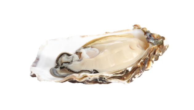 Oyster, shell, seafood, marine, mollusk, isolated, white, background, fresh, raw, ocean, delicacy, natural, edible, protein, nutrition, healthy, gourmet, culinary, close-up, detailed, texture, wet, br