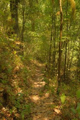 Sunlit Woodland Trails and Creek in a Lush Green Forest, Vertical Views
