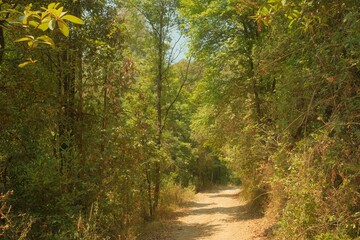 Dusty Country Road Leading Into Green Forest Under Clear Sky, Vertical View