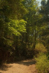 Dense Woodland with Layered Green Foliage and Dappled Sunlight, Vertical View