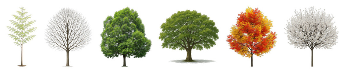 Obraz premium Diverse tree set including young, bare, summer green, autumn, and spring blossom stages isolated. Architectural and landscape design elements.