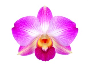 Close-up of a vibrant pink orchid (1)