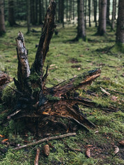 old tree stump