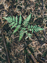 green moss on a tree