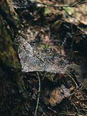 spider web with dew drops