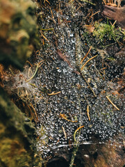 lichen on rock