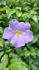 Lavender Flower with Yellow Center