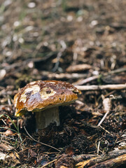 mushroom in the forest