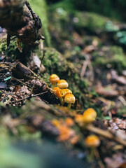 yellow mushrooms on a tree