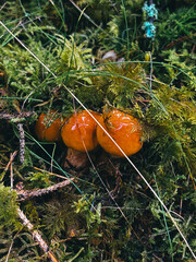 orange cap boletus