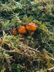 mushrooms in the forest