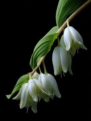 Fototapeta premium Close-up of a delicate flowering stem with several pure white, bell-shaped blossoms against a stark black background, showcasing the plant's elegant form and subtle lighting