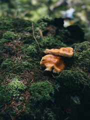 mushrooms on the tree