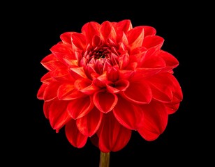 Close-up of a vibrant red dahlia (2)