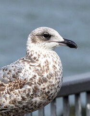 Close-up of a seagull's head and upper body (1)