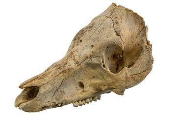 Naklejka premium Aged Animal Skull with Teeth on White Background