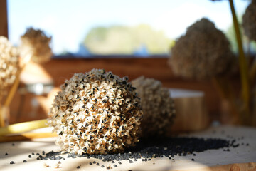 Close up of black seeds in a natural sunlight. 