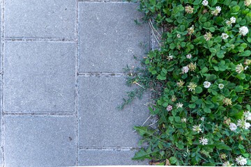 Grass and street pavement tiles