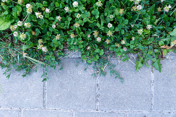 Grass and street pavement tiles