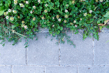 Grass and street pavement tiles