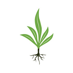 Stylized plant illustration with prominent roots symbolizing nature and growth