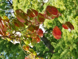 Rote blätter am Baum in Planten un Blomeen