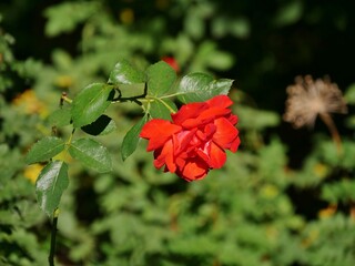 Rote Rosenblüte am Strauch