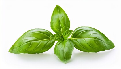 Fototapeta premium Fresh Green Basil Sprig Isolated On Transparent Background