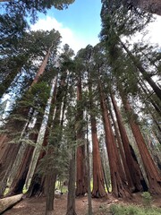 trees in the forest sequoia California 
