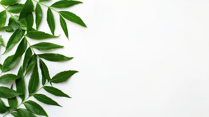 Fototapeta premium Green leaves on white background minimalist design