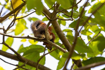 Squirrel in the wilderness of Colombia