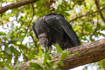 Black Vulture perching on a branch in Centario Park of Cartagena de Indias
