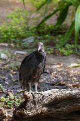 Black Vulture perching on a branch in Centario Park of Cartagena de Indias