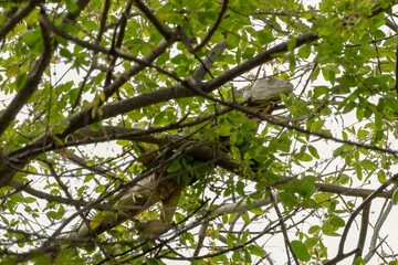Green iguana on a tree in the wilderness of Colombia