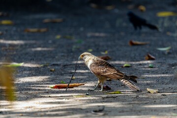 portrait of a Yellow-headed caracara on the ground in centenario park in  Cartagena de Indias