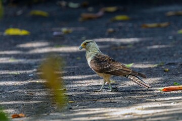 portrait of a Yellow-headed caracara on the ground in centenario park in  Cartagena de Indias