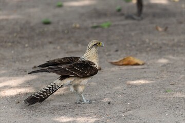 portrait of a Yellow-headed caracara on the ground in centenario park in  Cartagena de Indias