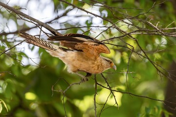Yellow-headed caracara with spread wings in the trees of centenario park in Cartagena de Indias