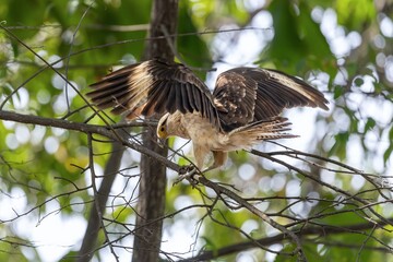 Yellow-headed caracara with spread wings in the trees of centenario park in Cartagena de Indias