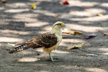 portrait of a Yellow-headed caracara on the ground in centenario park in  Cartagena de Indias