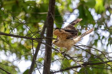 Yellow-headed caracara with spread wings in the trees of centenario park in Cartagena de Indias