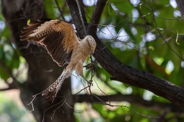 Yellow-headed caracara with spread wings in the trees of centenario park in Cartagena de Indias