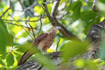 Yellow-headed caracara perching on a branch in the wild of Colombia