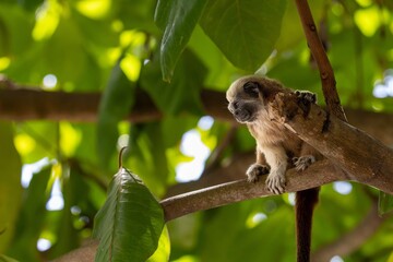 White-footed tamarin in the wilderness of Colombia