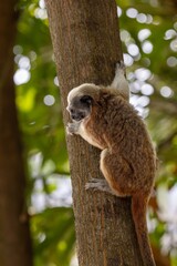 White-footed tamarin in the wilderness of Colombia